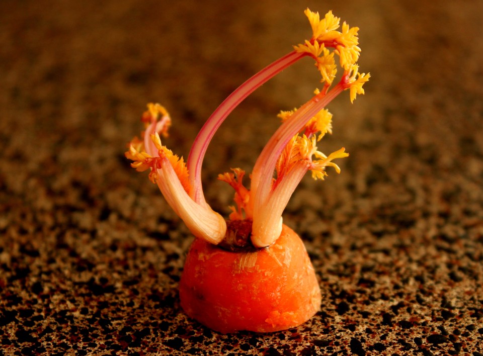 carrot flower